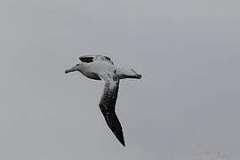 Snowy Albatross