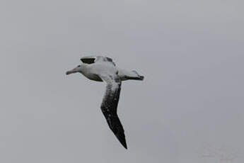 Albatros hurleur