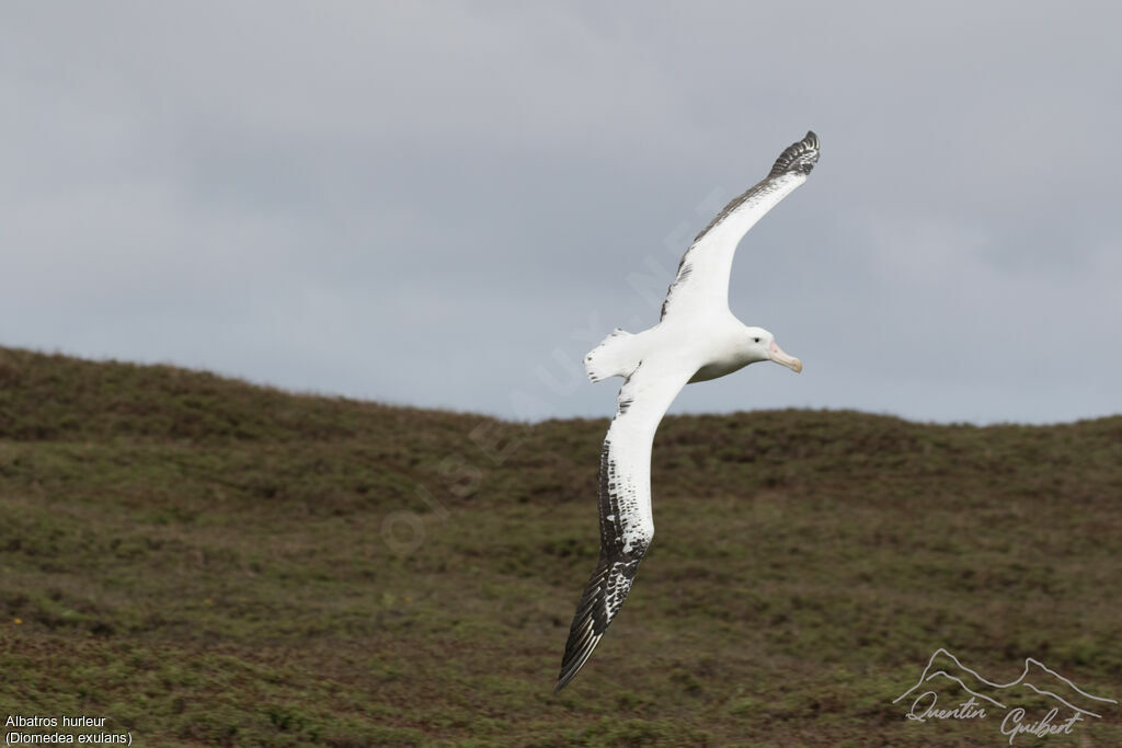 Snowy Albatross