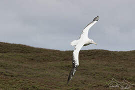 Snowy Albatross