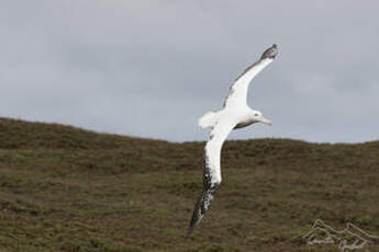 Albatros hurleur