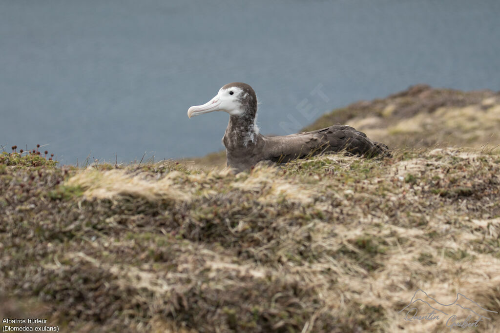 Wandering Albatross