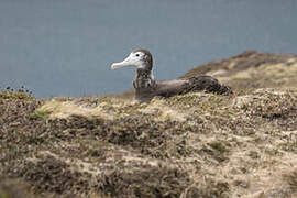 Snowy Albatross