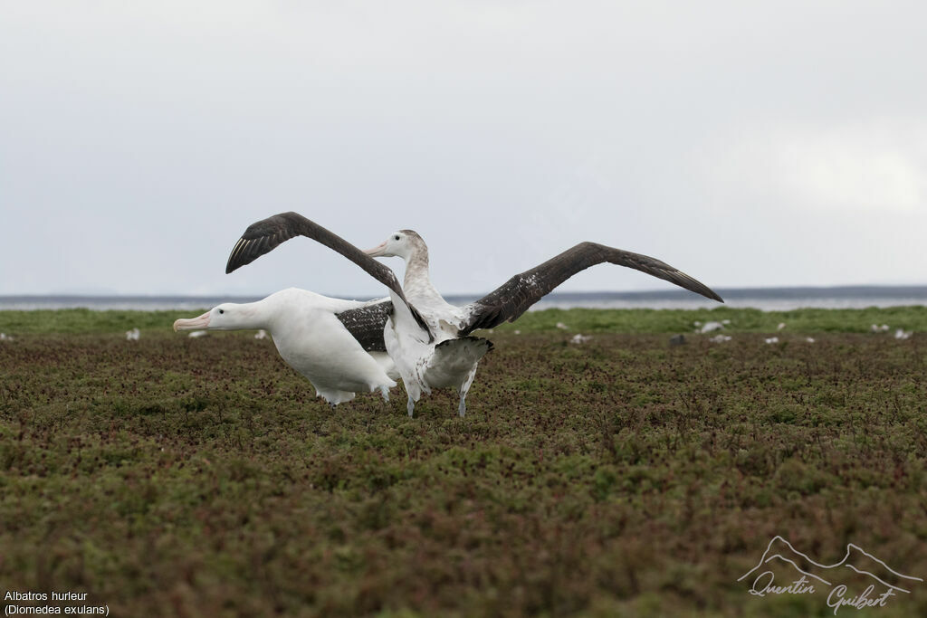 Wandering Albatross