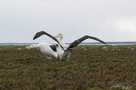 Snowy Albatross