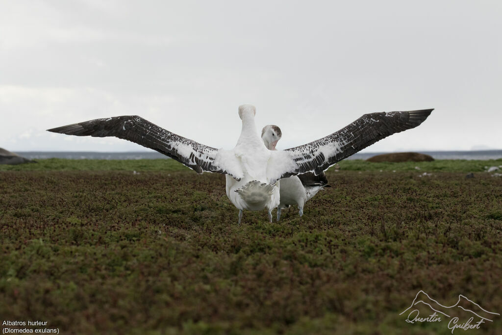 Snowy Albatross