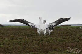 Albatros hurleur