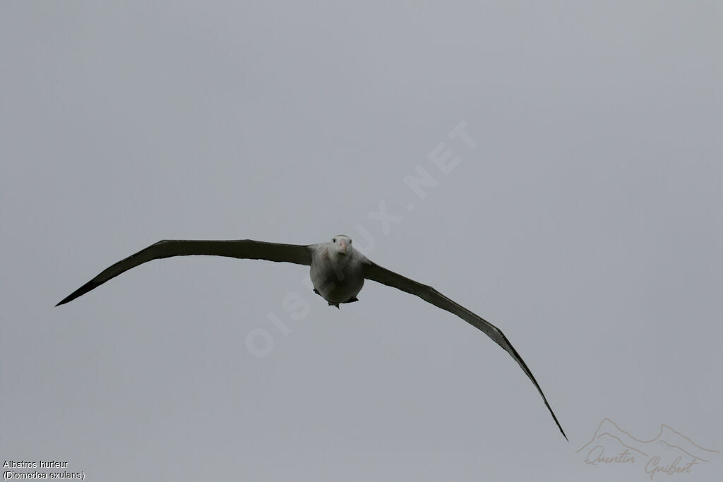 Wandering Albatross