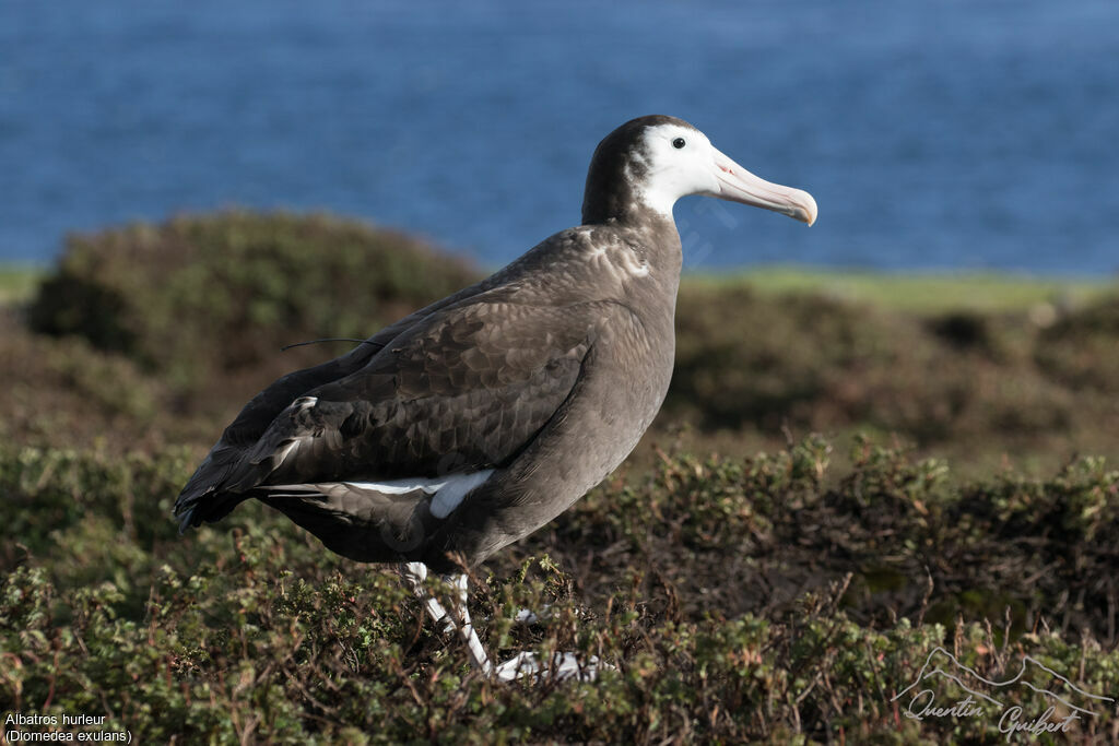 Wandering Albatross