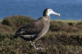 Albatros hurleur