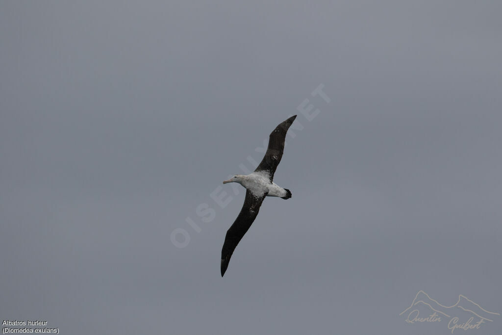 Albatros hurleur