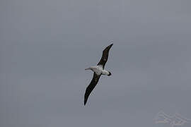 Snowy Albatross