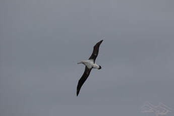 Albatros hurleur