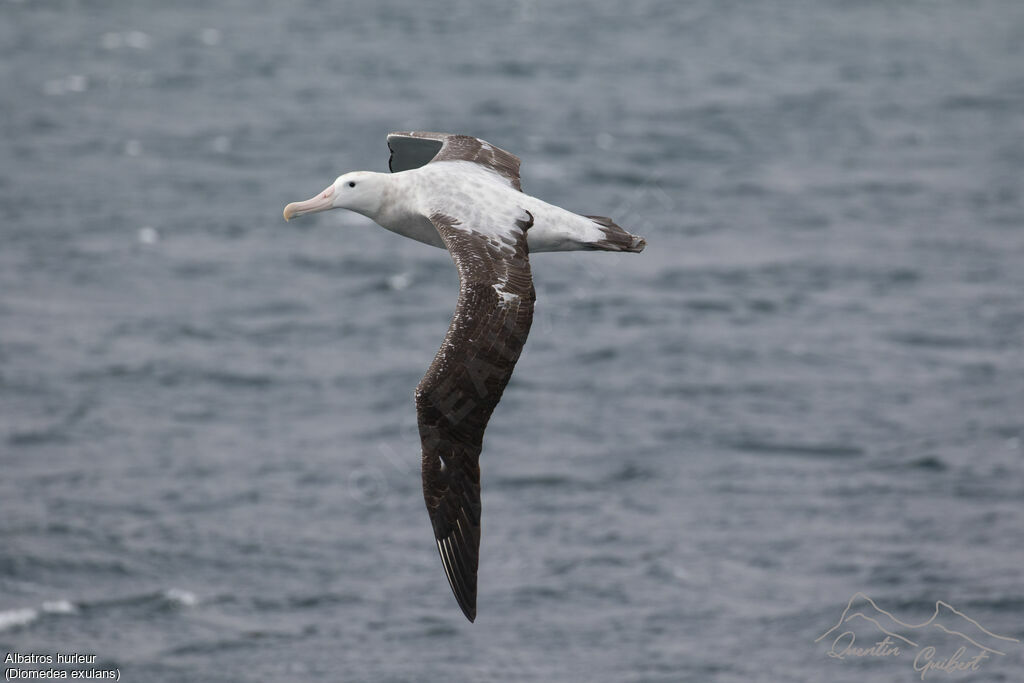 Albatros hurleur