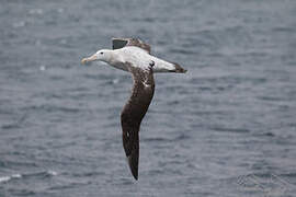 Snowy Albatross