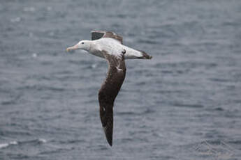 Albatros hurleur