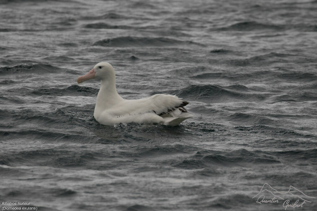 Albatros hurleur