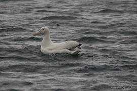 Snowy Albatross