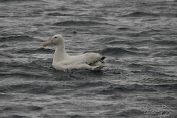 Albatros hurleur