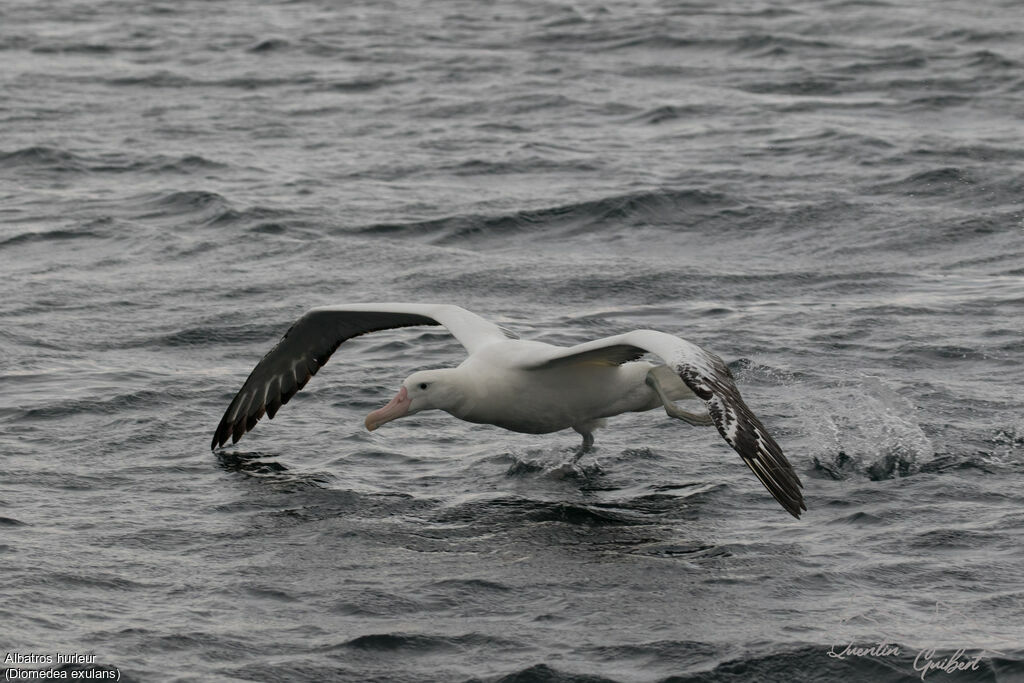 Wandering Albatross