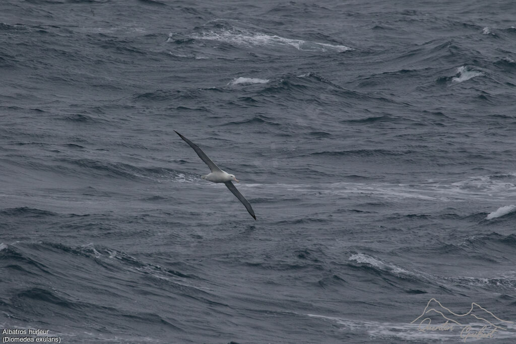 Snowy Albatross