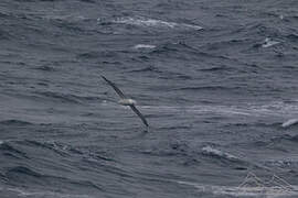 Wandering Albatross