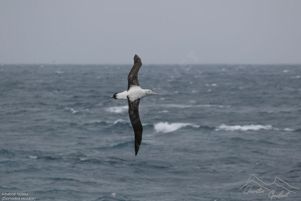 Albatros hurleur