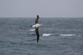 Snowy Albatross