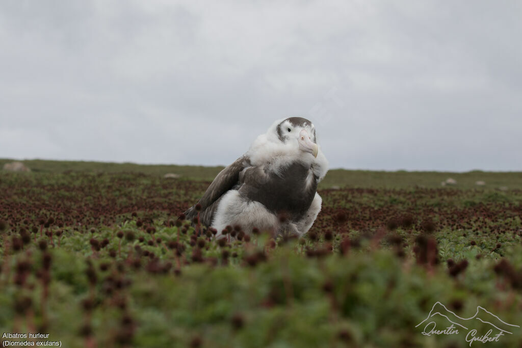 Wandering Albatross