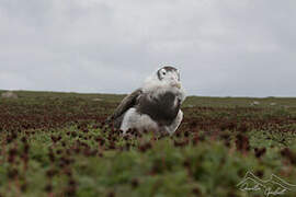 Snowy Albatross