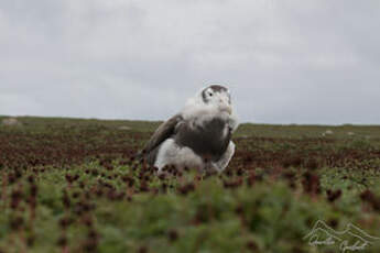 Albatros hurleur