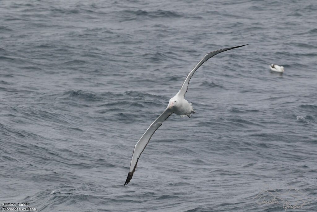 Snowy Albatross