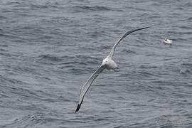 Snowy Albatross