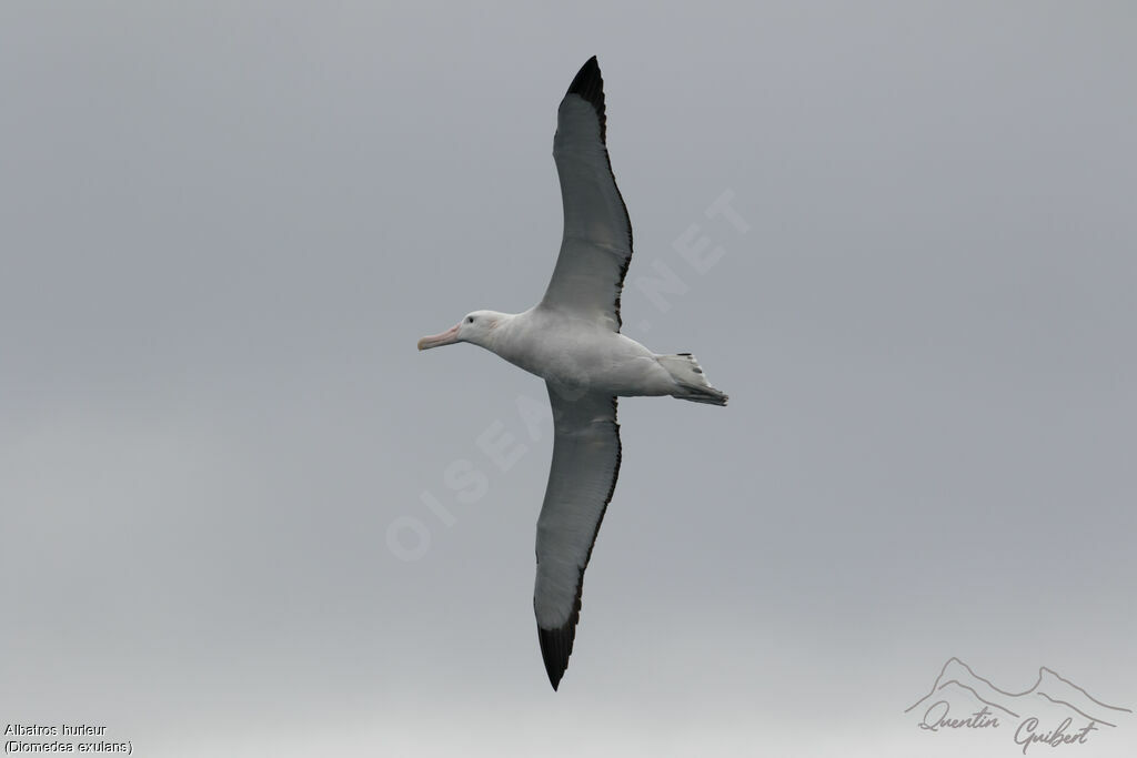 Albatros hurleur