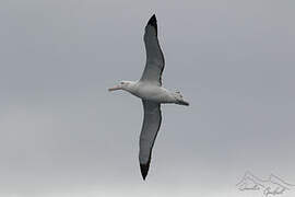 Snowy Albatross