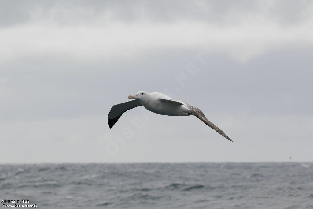 Albatros hurleur