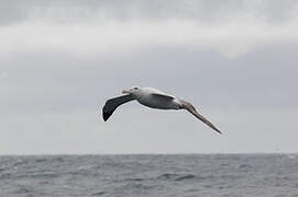 Snowy Albatross