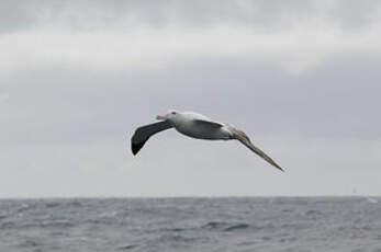 Albatros hurleur