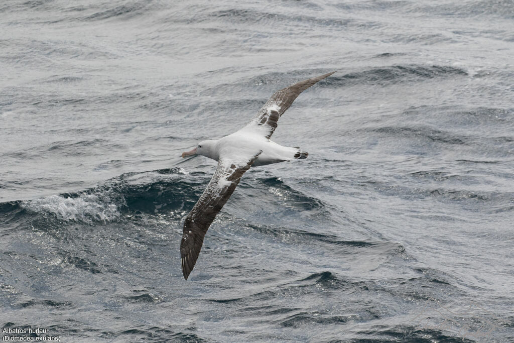 Snowy Albatross