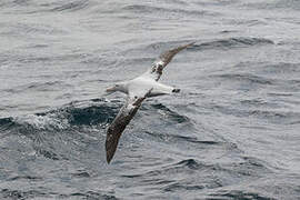 Snowy Albatross