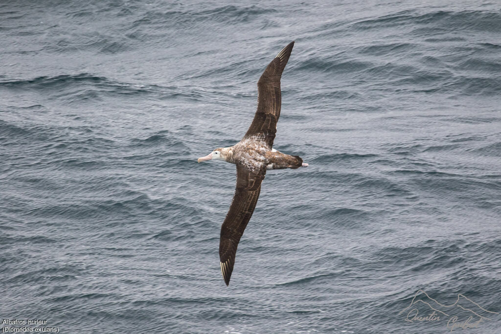 Albatros hurleur