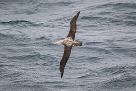 Wandering Albatross