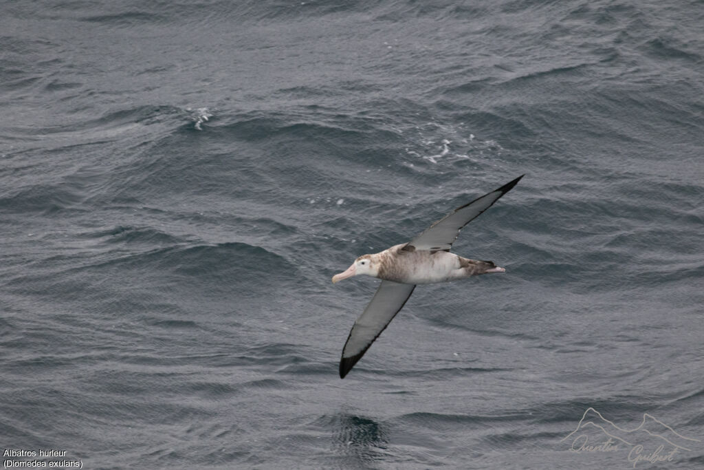 Snowy Albatross