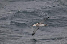 Wandering Albatross