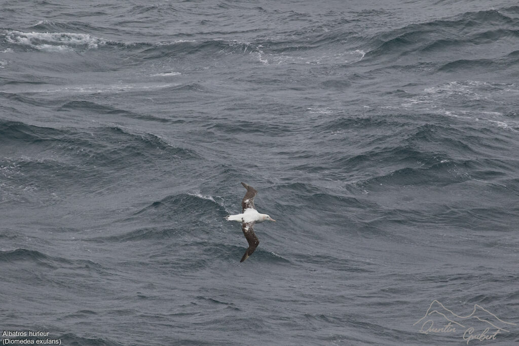 Snowy Albatross