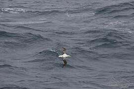 Snowy Albatross