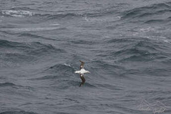 Albatros hurleur