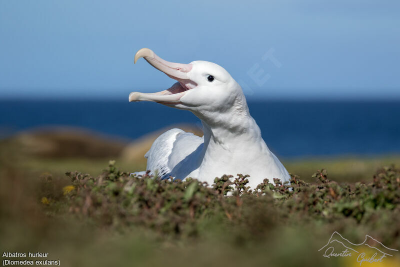 Albatros hurleuradulte, identification