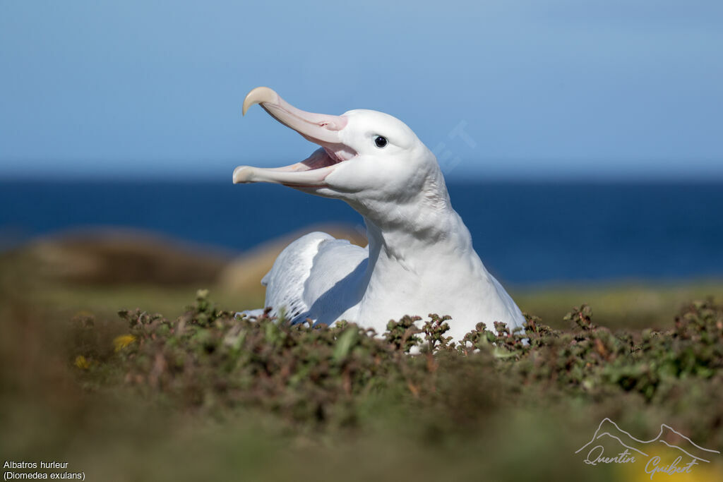 Wandering Albatrossadult, identification