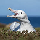 Albatros hurleur
